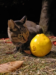 ザ・テレビジョン