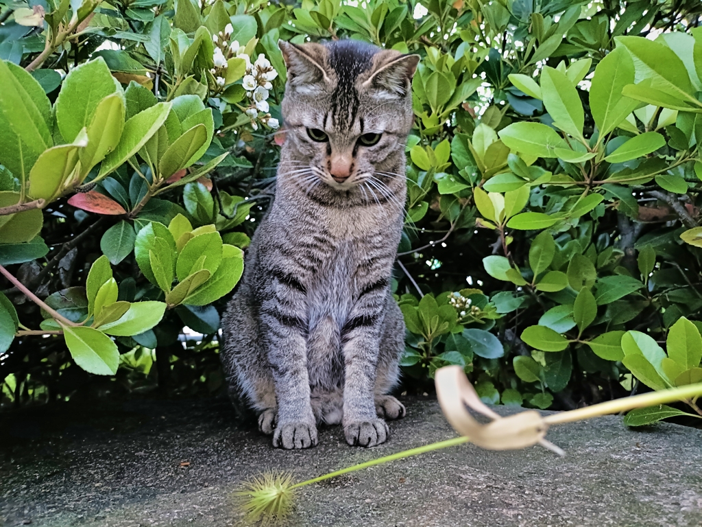 ネコと遊ぶ