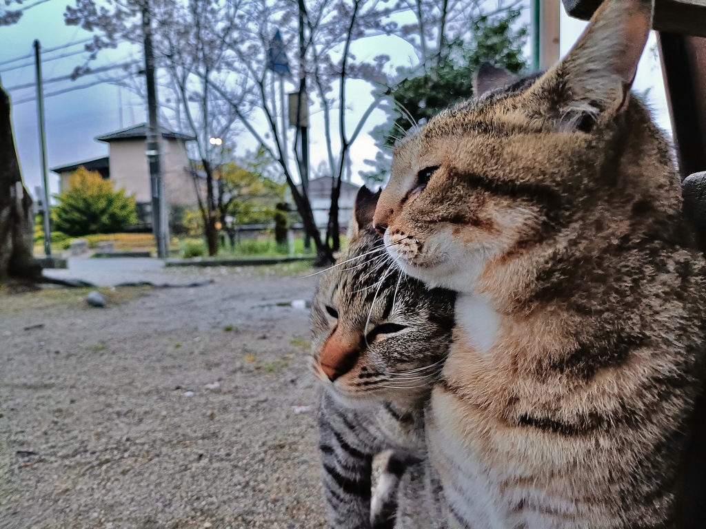 純愛〜オス猫・ラブ〜