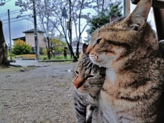 純愛〜オス猫・ラブ〜