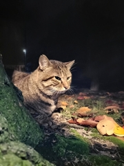 深まる秋に猫はなに思う。