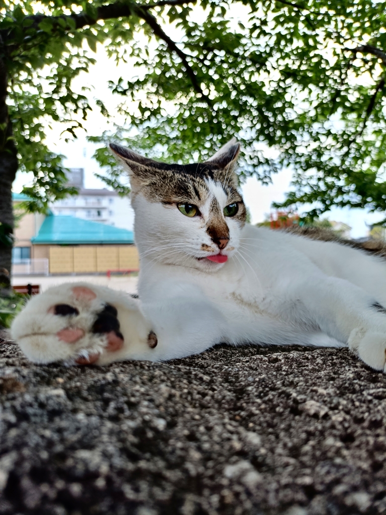 風呂あがりに扇風機の前で涼む猫