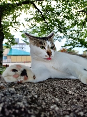 風呂あがりに扇風機の前で涼む猫