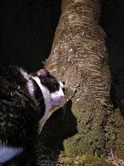 老猫×影猫×桜の木