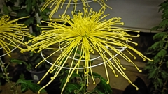 菊祭り⑤