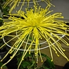 菊祭り⑤