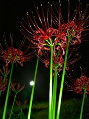 夜の紅