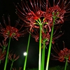 夜の紅