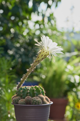 一日咲サボテン