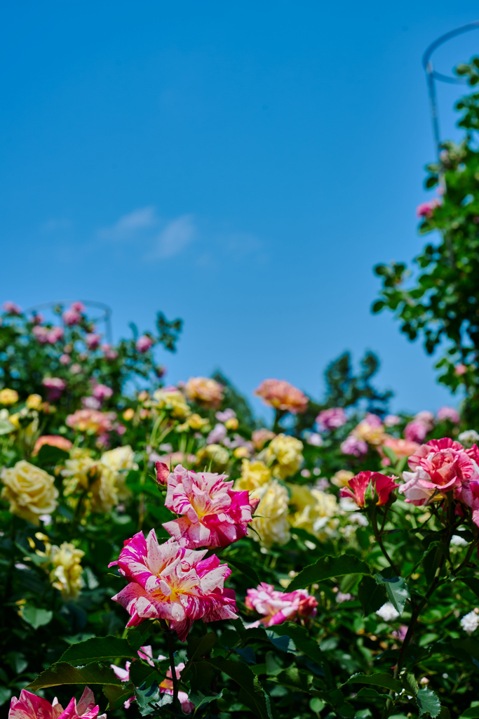 夏薔薇