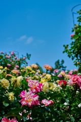 夏薔薇
