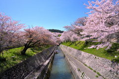 琵琶湖第1疏水の桜