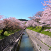 琵琶湖第1疏水の桜