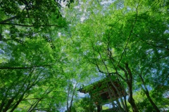 青紅葉 常寂光寺