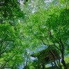 青紅葉 常寂光寺