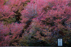 ドウダンツツジ