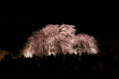 祇園枝垂れ桜