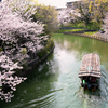 伏見十石舟と桜