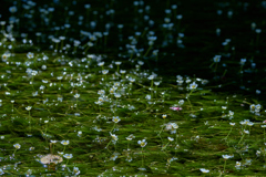 幸福になりますの花言葉