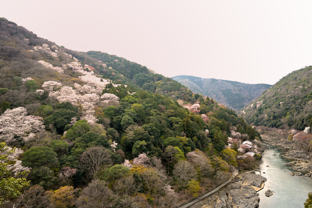 満開もあいにくの空