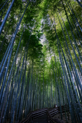 じゃない方の竹林