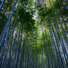 じゃない方の竹林
