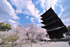 五重塔と桜