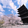 五重塔と桜