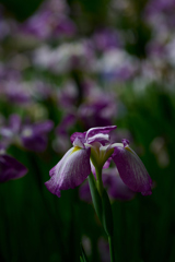 花菖蒲