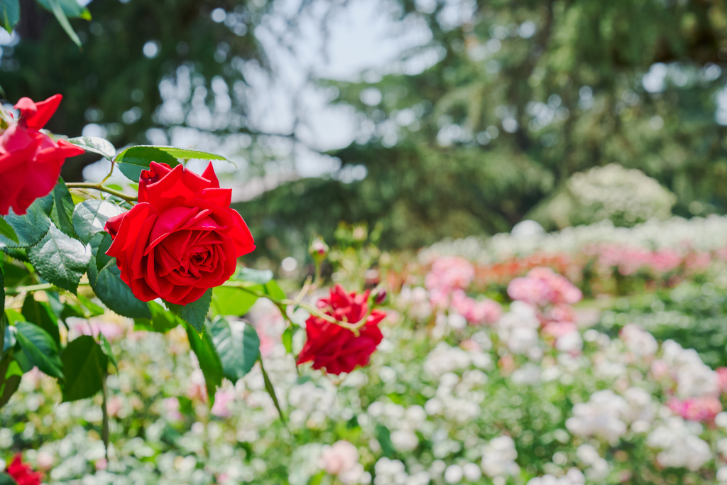 夏薔薇