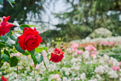 夏薔薇