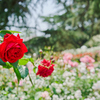 夏薔薇