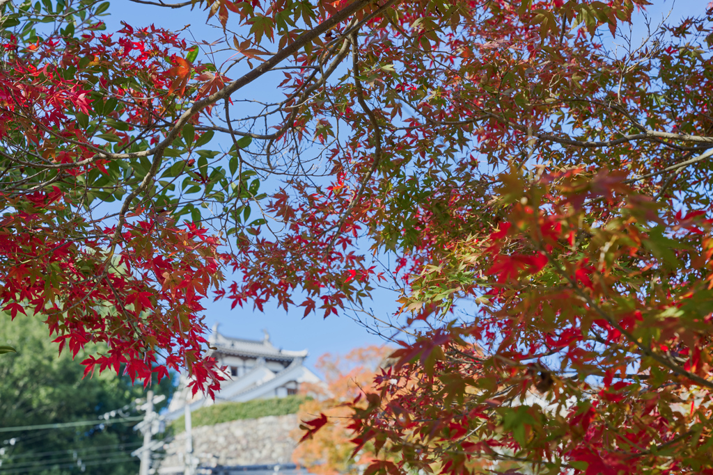 福知山城と紅葉