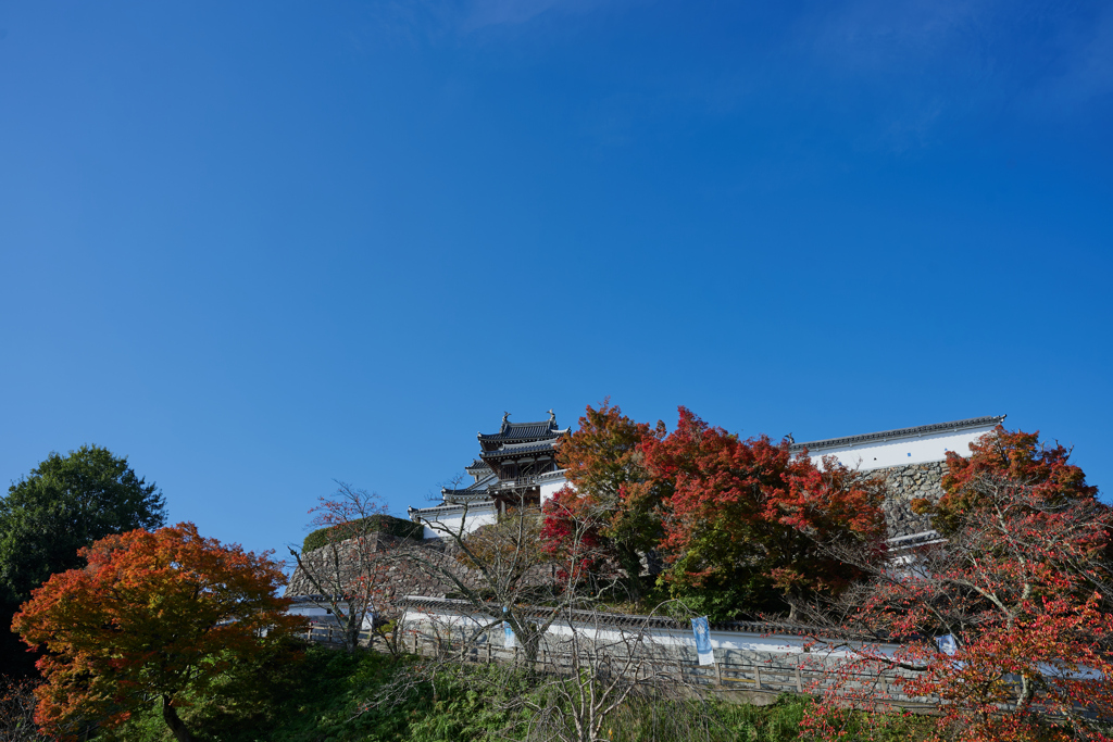 福知山城と紅葉