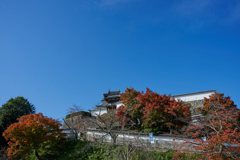 福知山城と紅葉