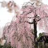 法金剛院の待賢門院桜