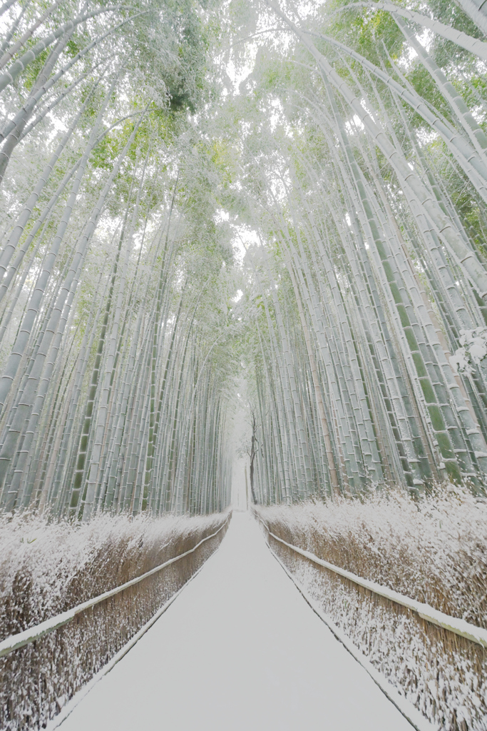 白銀の竹林