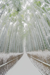 白銀の竹林