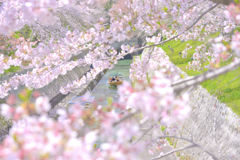 琵琶湖第1疏水の桜