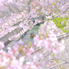 琵琶湖第1疏水の桜