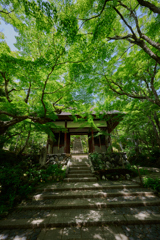 青紅葉 常寂光寺