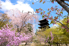 仁和寺の春