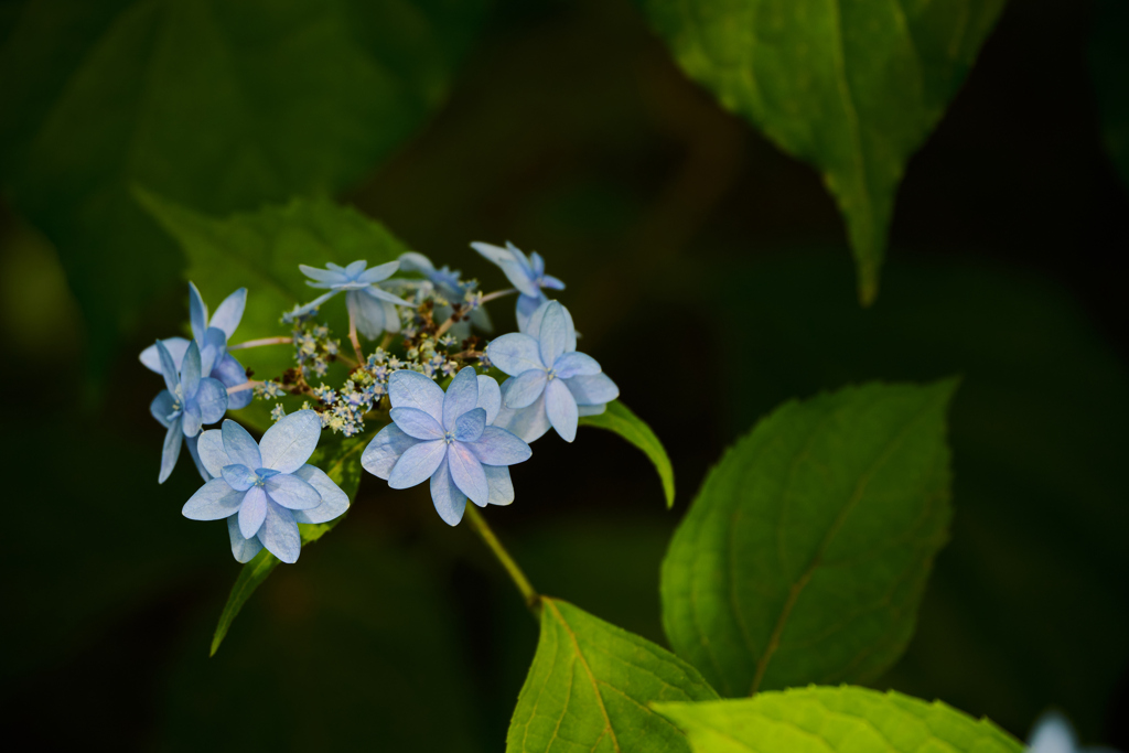 水の器 紫陽花