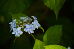 水の器 紫陽花