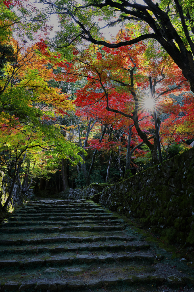 湖東三山 西明寺