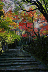 湖東三山 西明寺