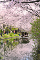 伏見十石舟と桜