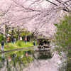 伏見十石舟と桜