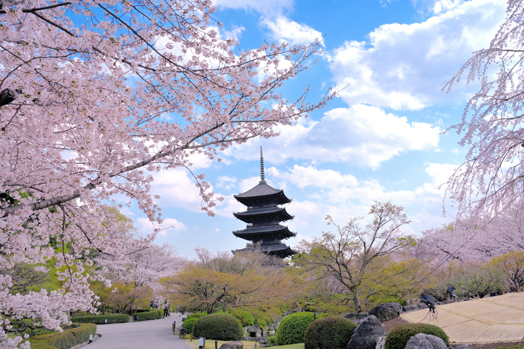 五重塔と桜