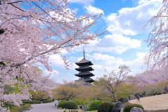五重塔と桜